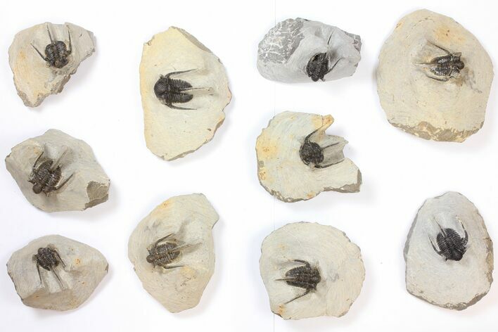 Lot: Spiny Cyphaspis Trilobites - Pieces #134109